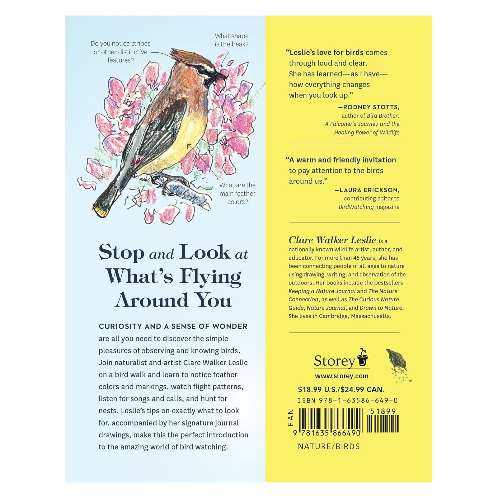 How to Look at a Bird