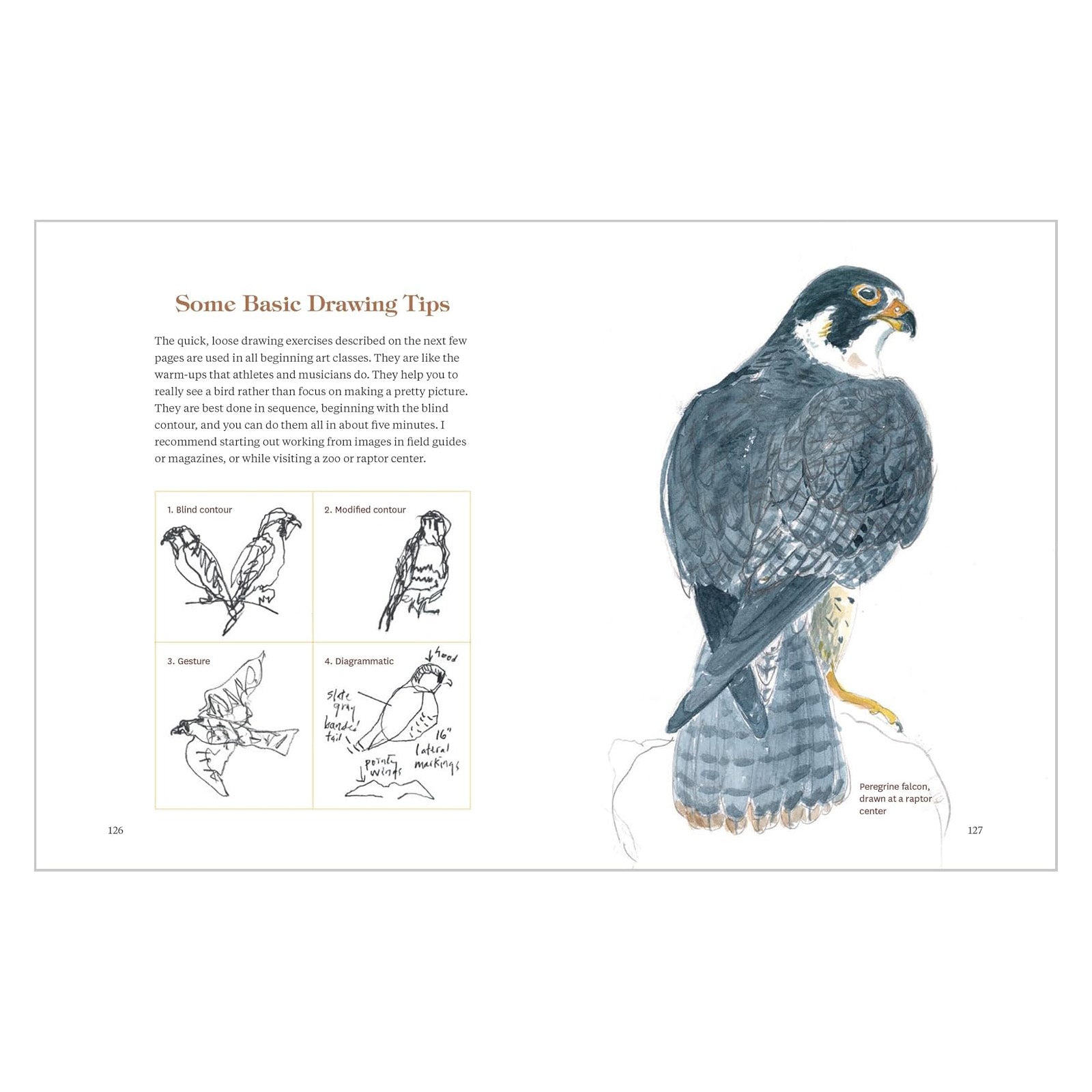 How to Look at a Bird