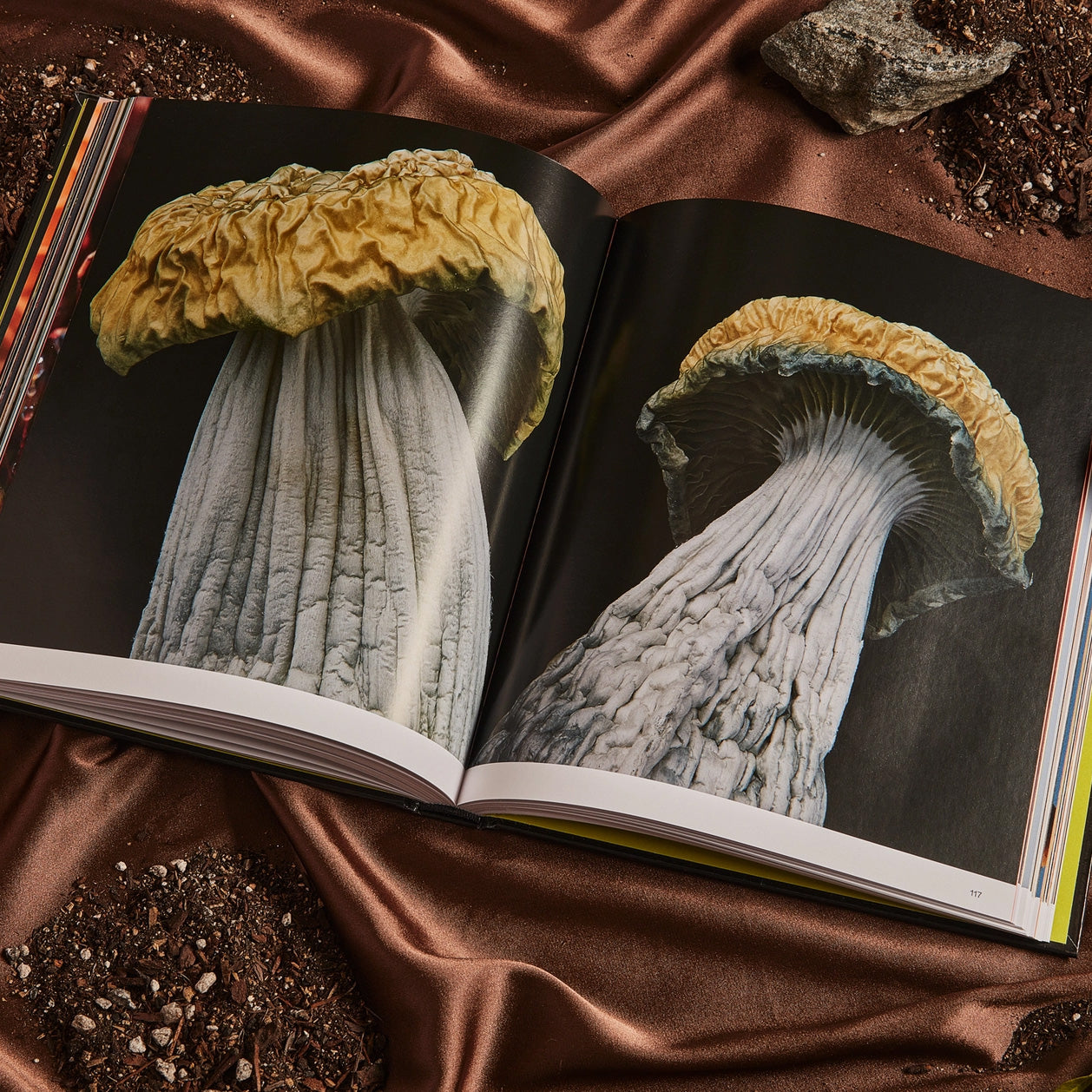 Spores: Magical Mushroom Photography