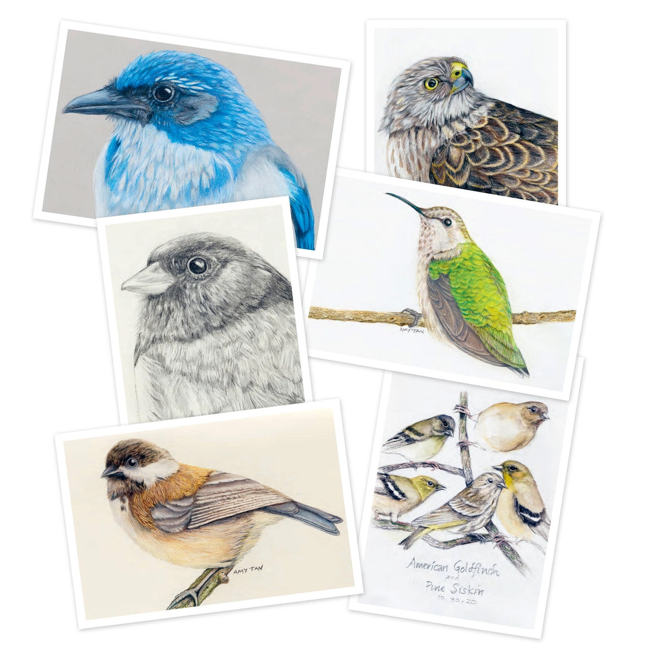 The Backyard Bird Chronicles: 50 Postcards