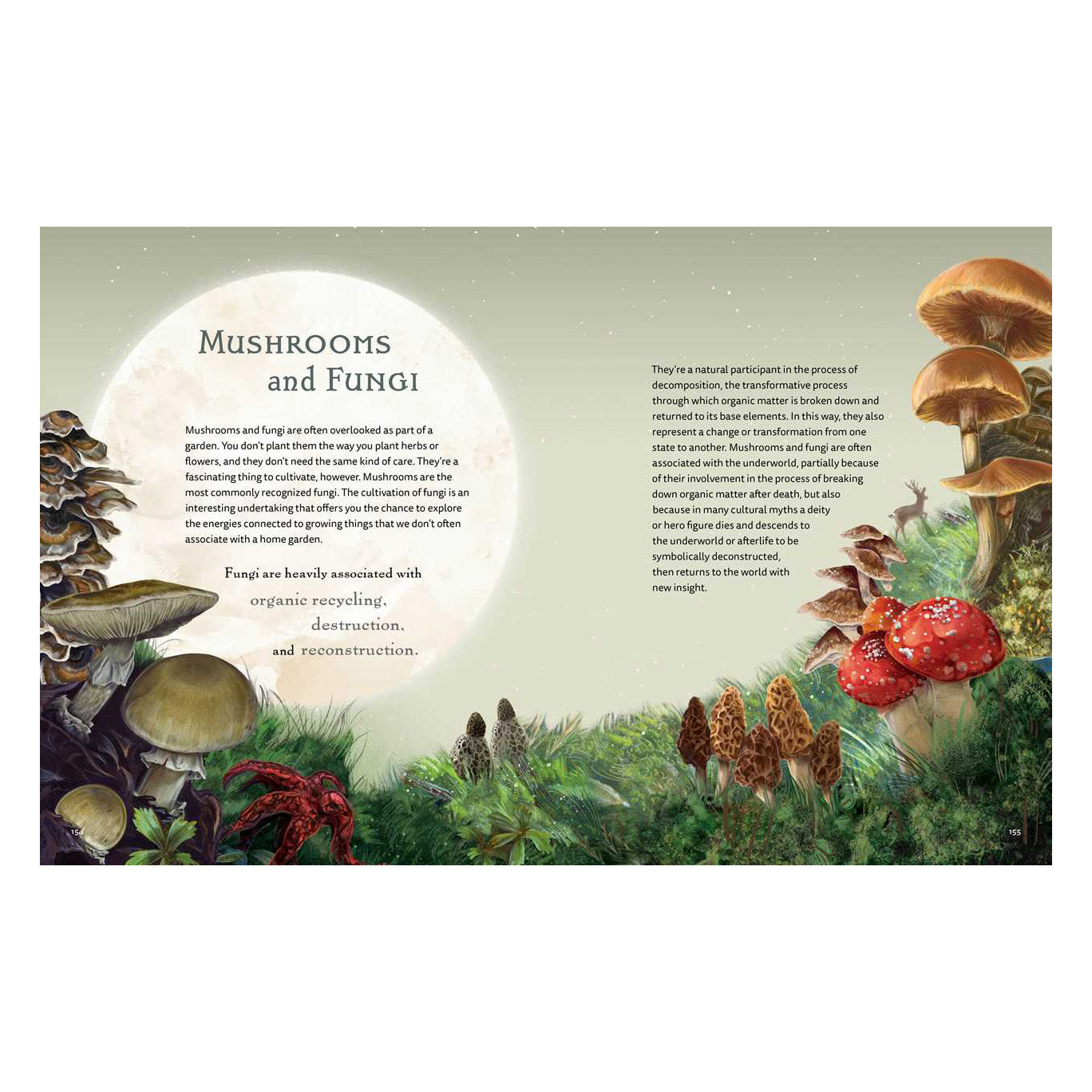 The Green Witch Illustrated
