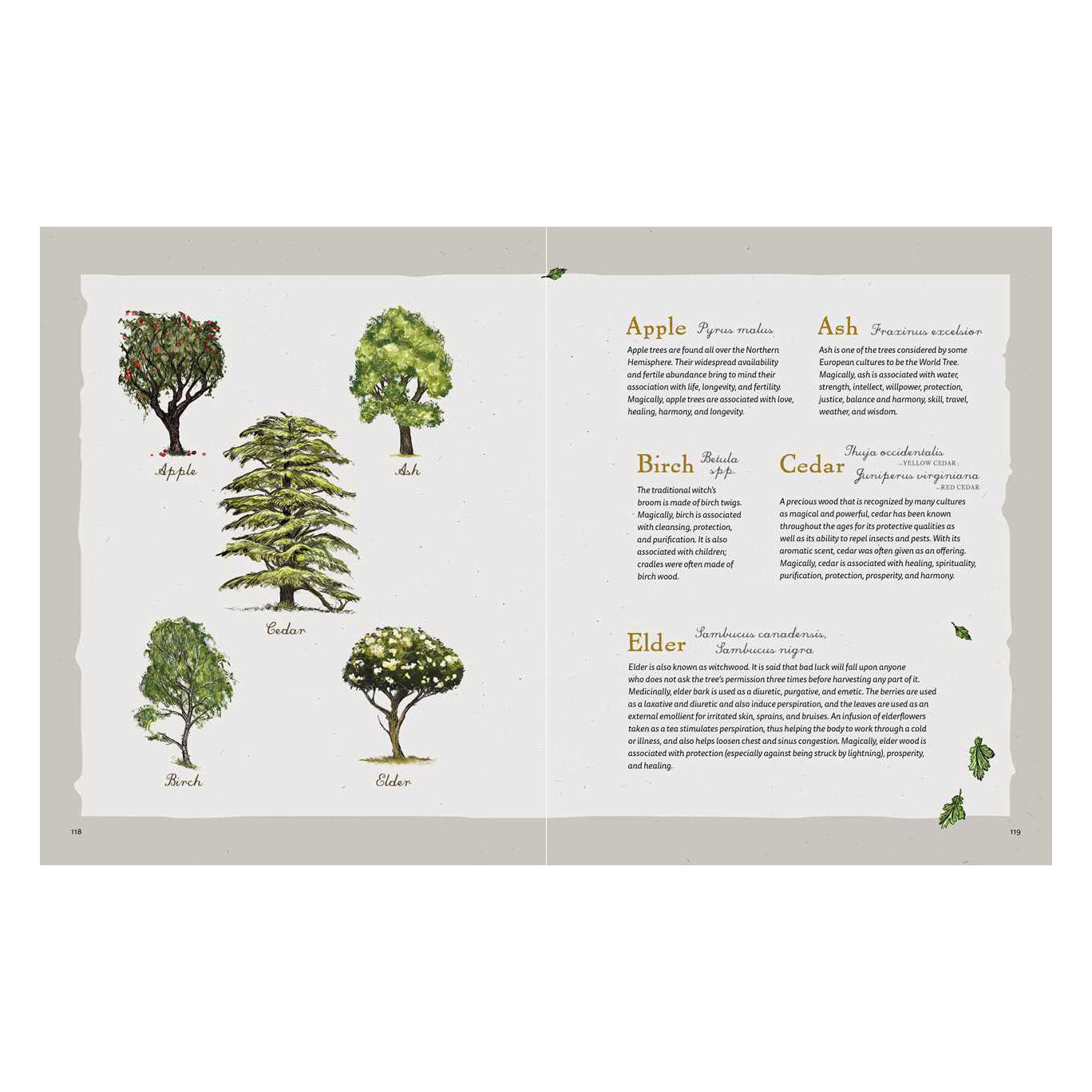 The Green Witch Illustrated