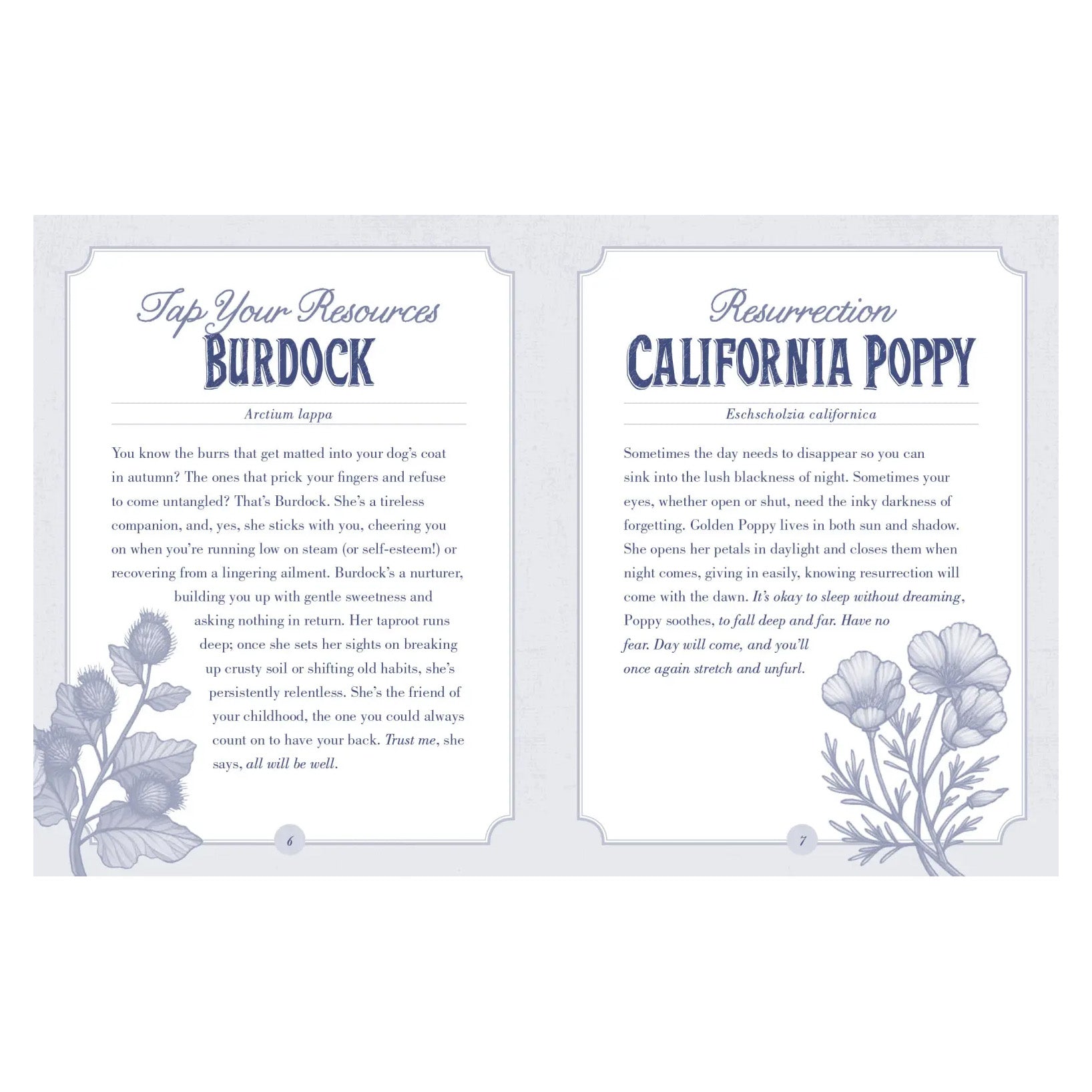 The Illustrated Herbiary Oracle Cards