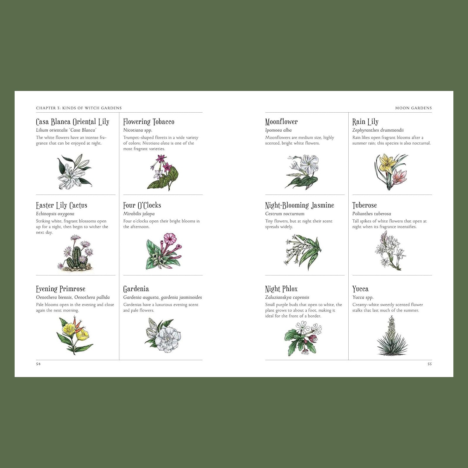 The Green Witch's Garden