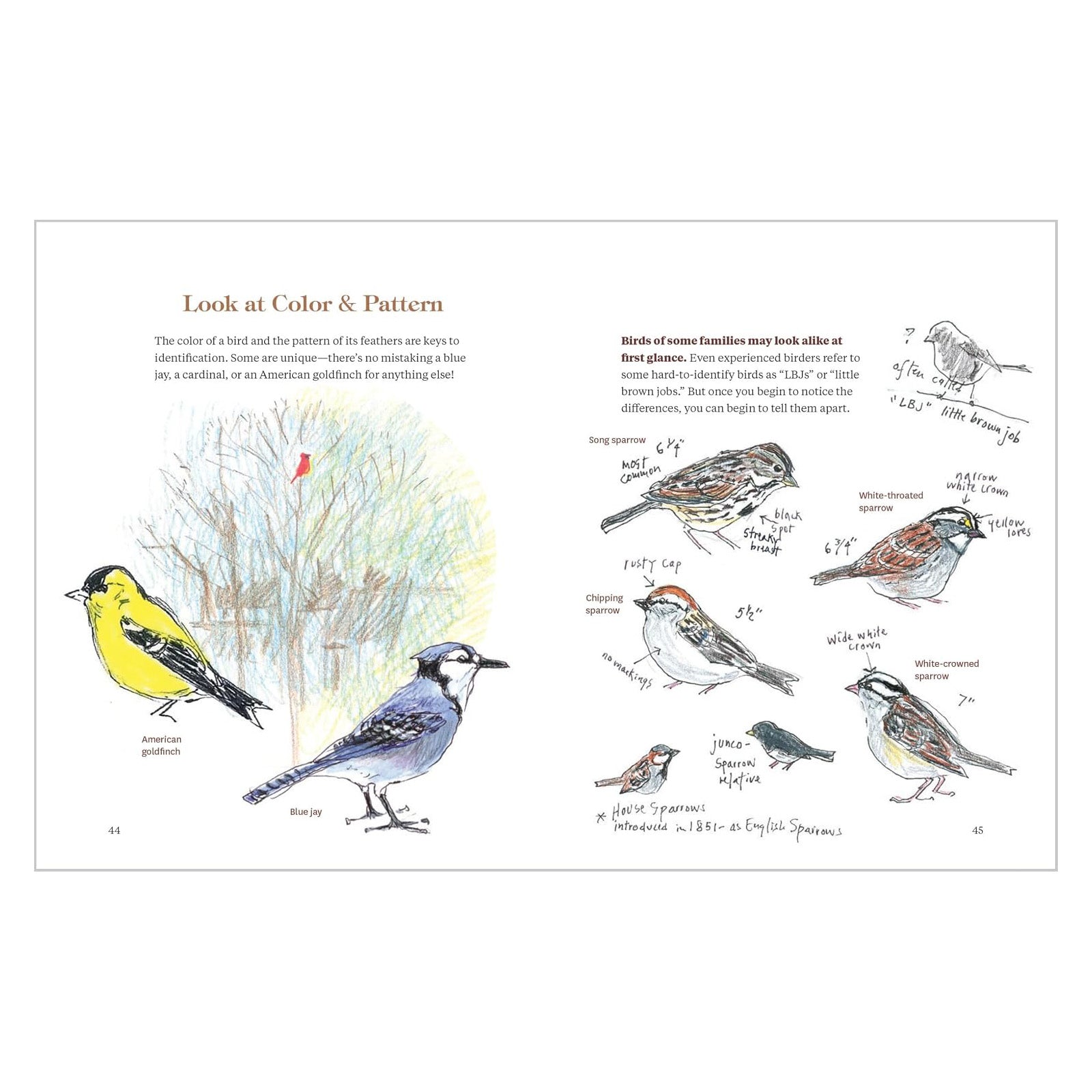 How to Look at a Bird