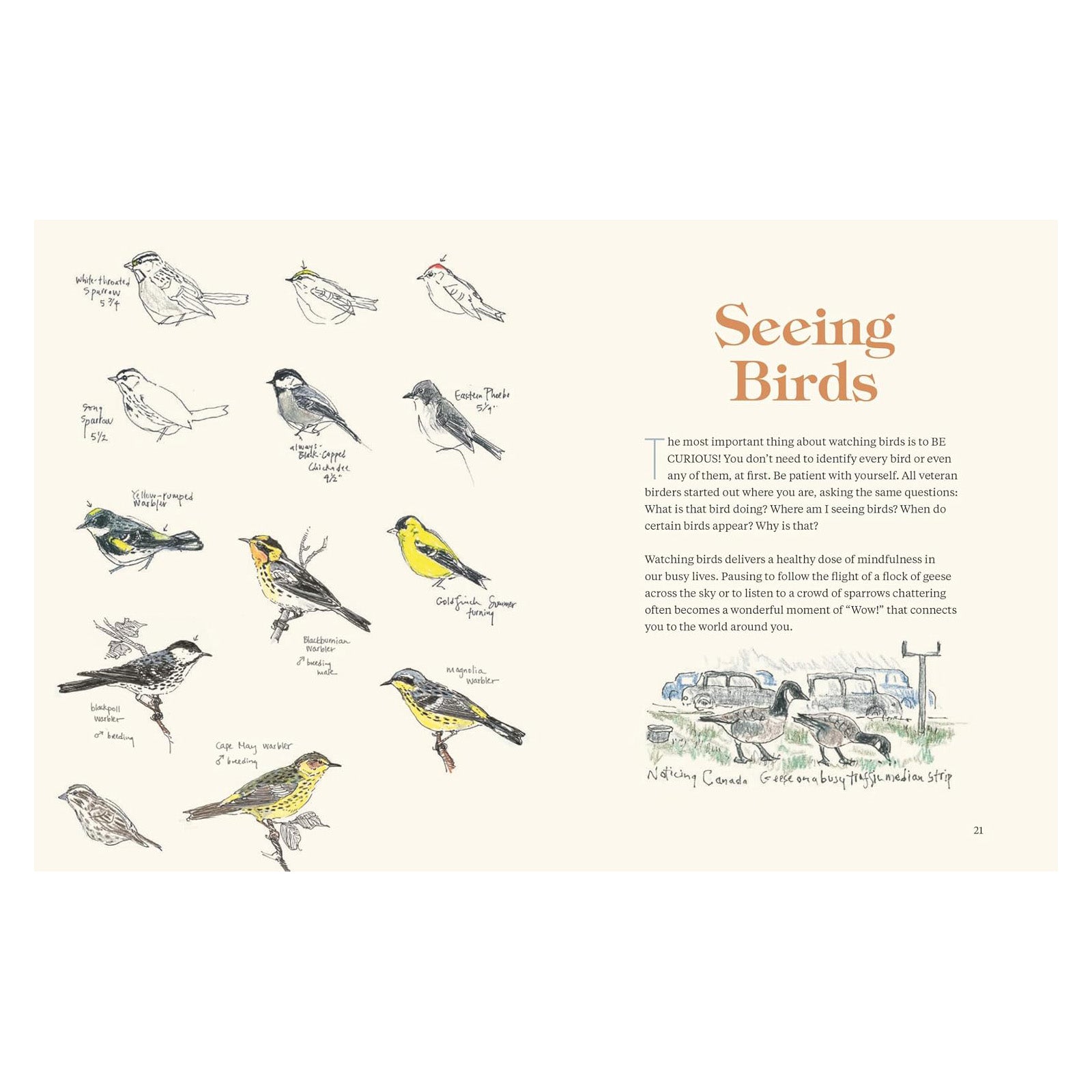How to Look at a Bird