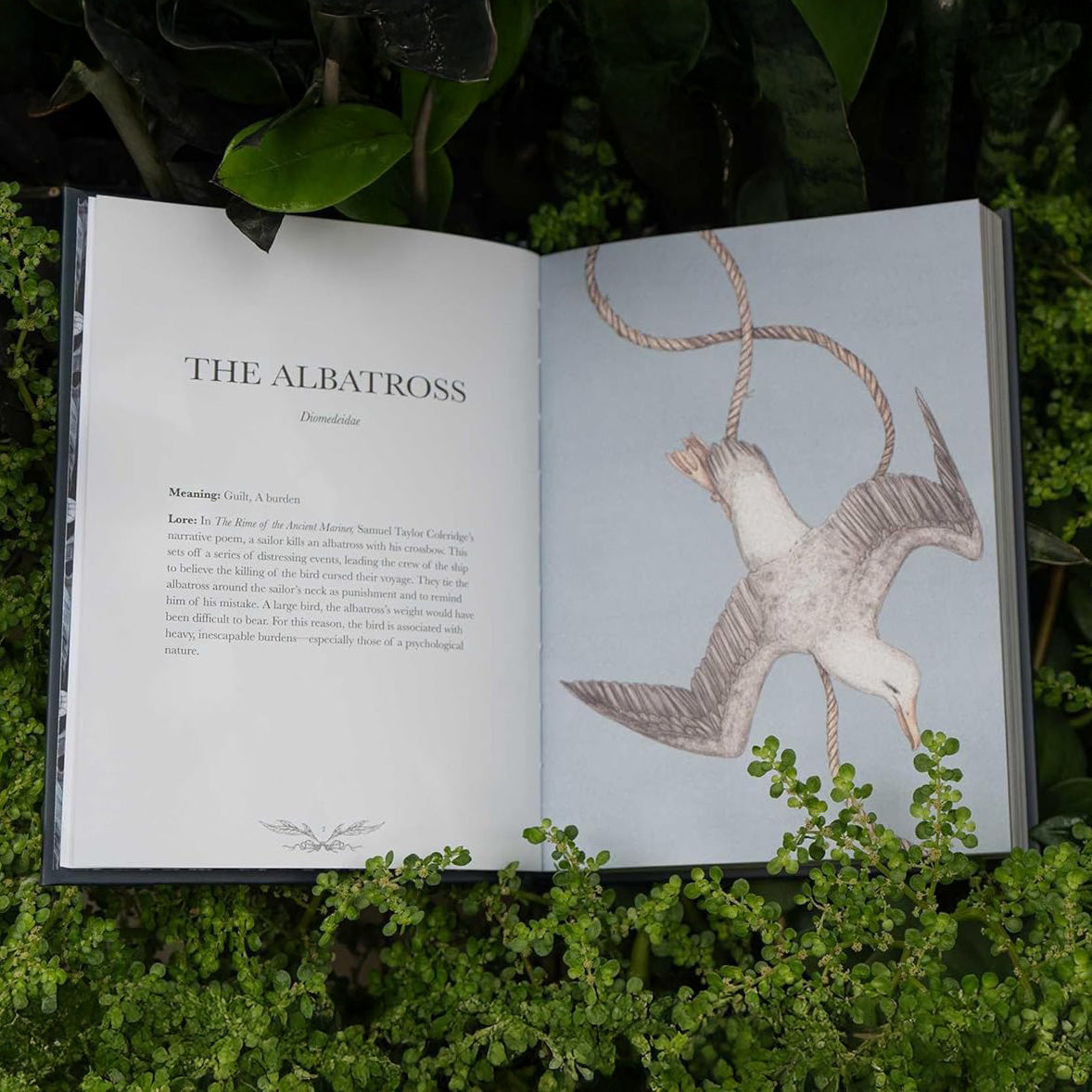 Ornithography