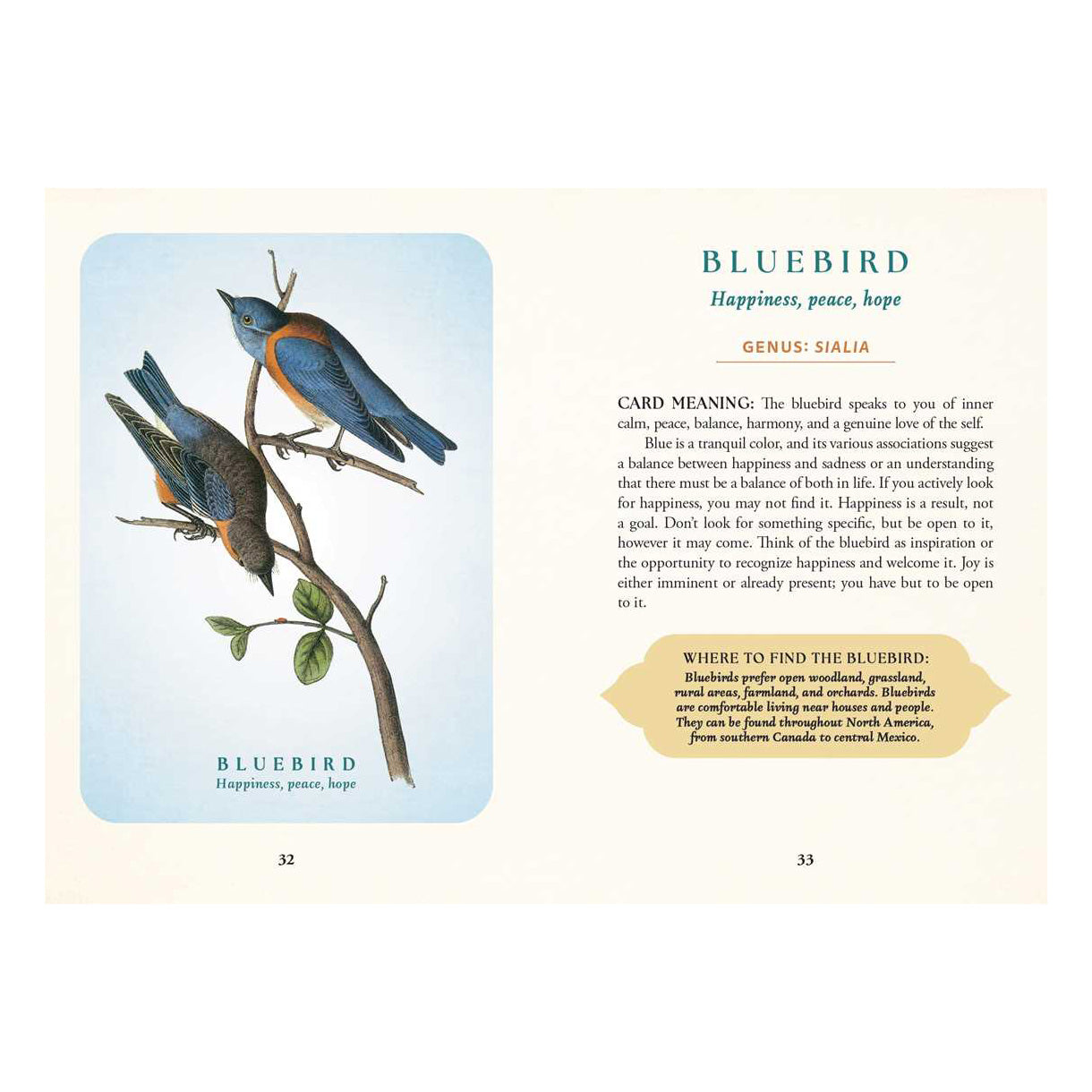 Spiritual Meaning of Birds Oracle Deck