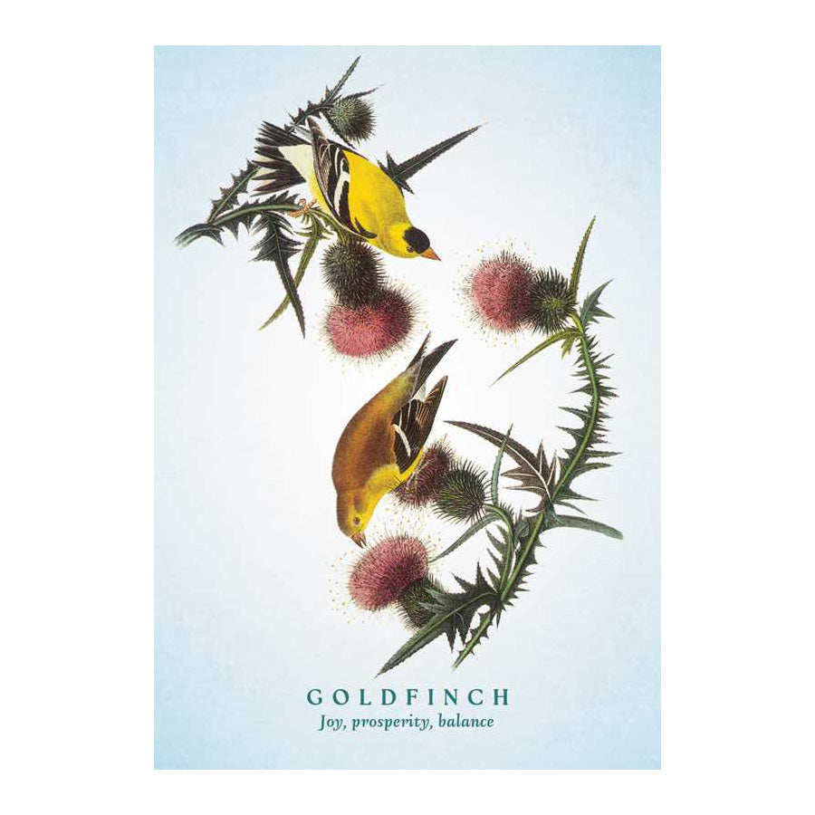 Spiritual Meaning of Birds Oracle Deck