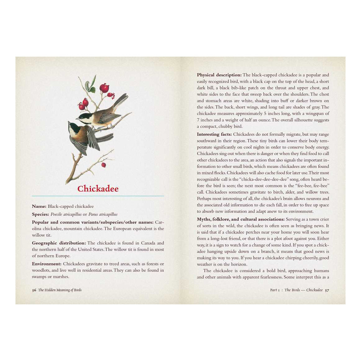 The Hidden Meaning of Birds